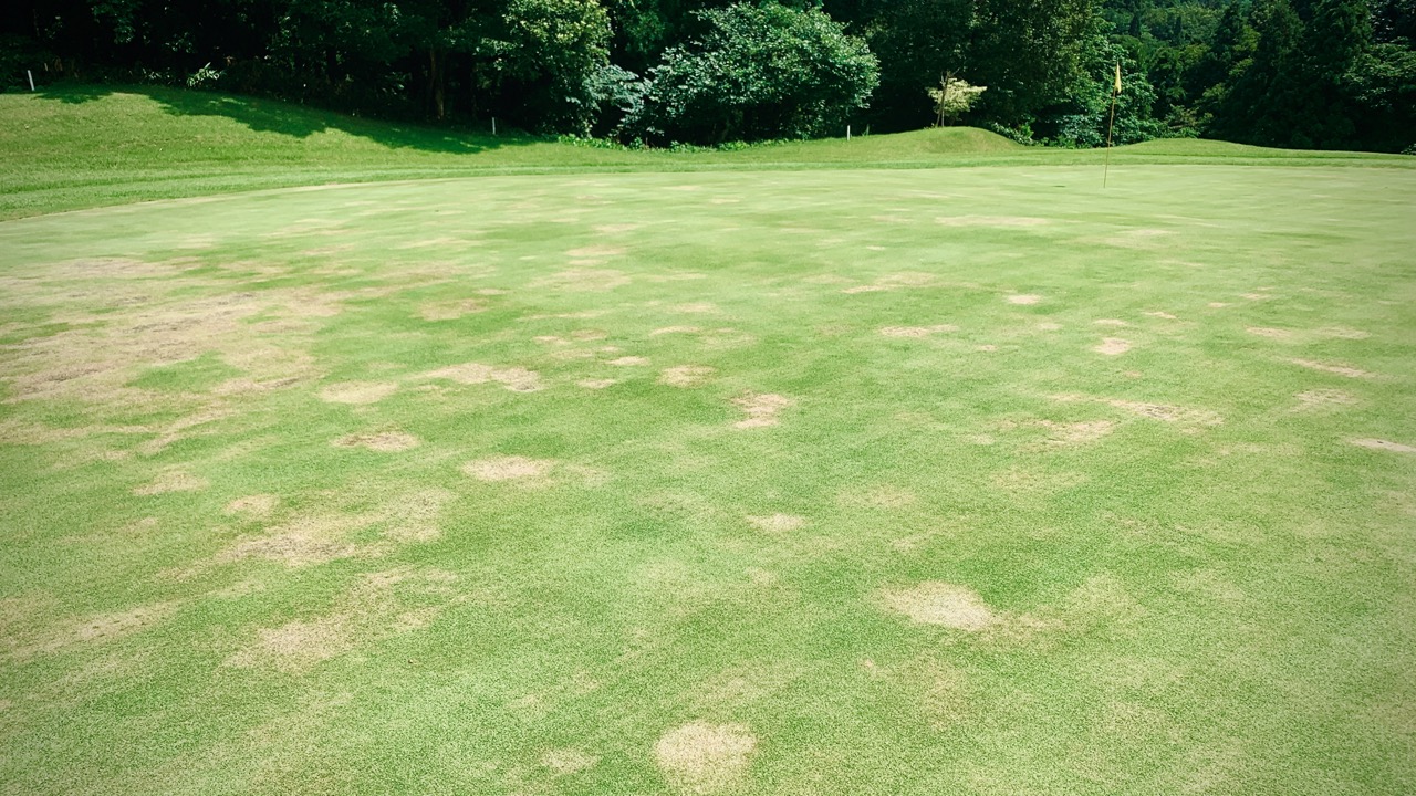 View of dead spots on greens at North Hampton GC.