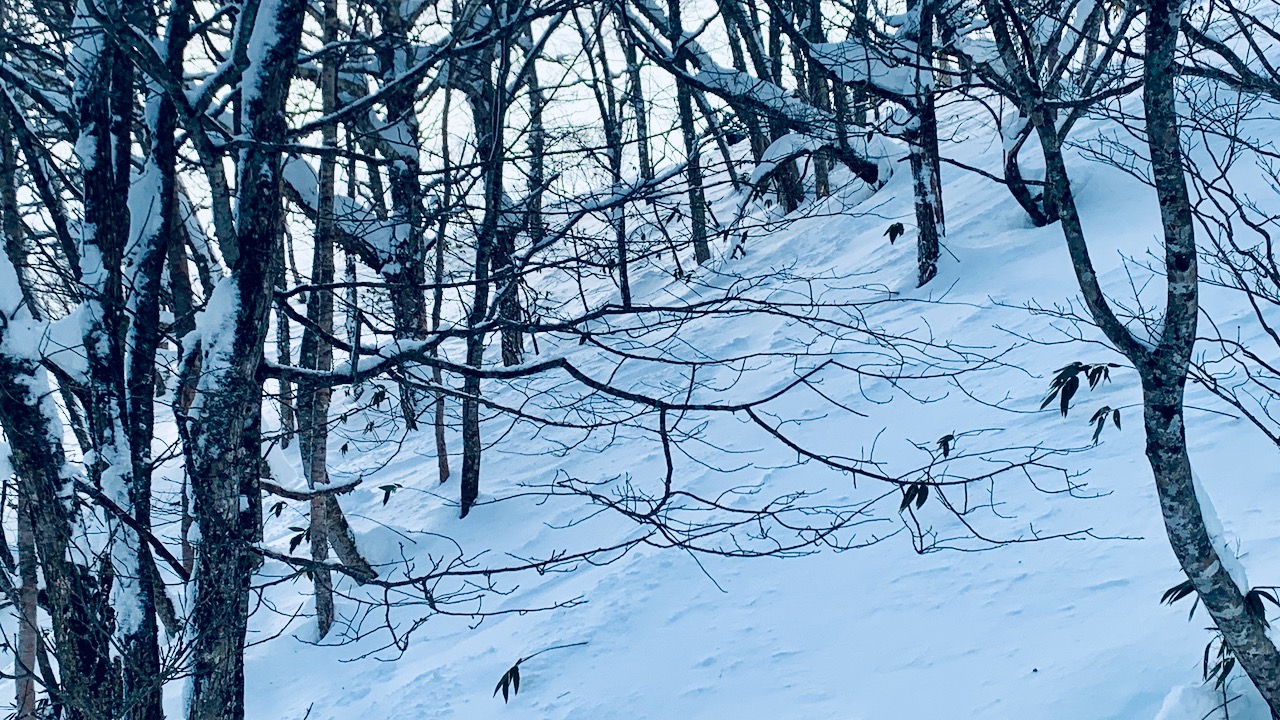 Photo of the accessible tree lines at Okunakayama Kogen